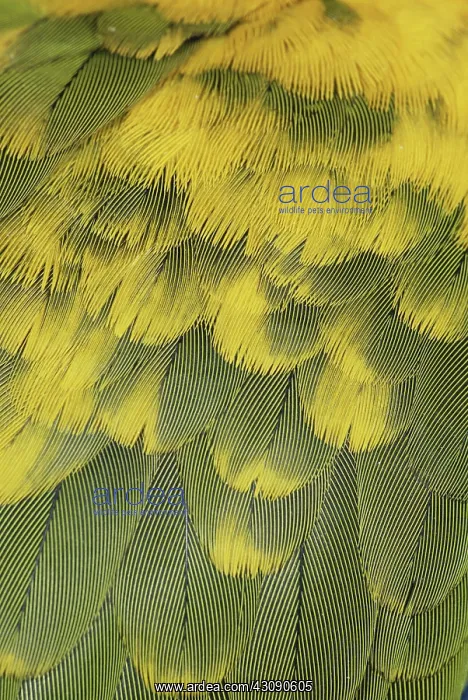 : Parrot Feathers : Parrot Feathers