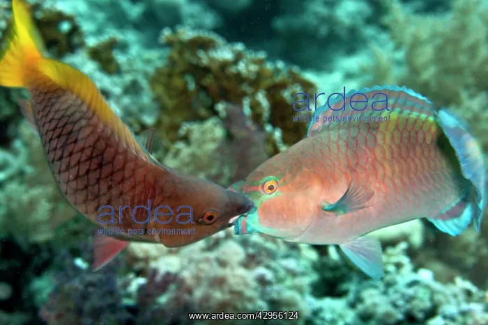 : Parrot Fish - two fighting each other : Parrot Fish - two fighting each other