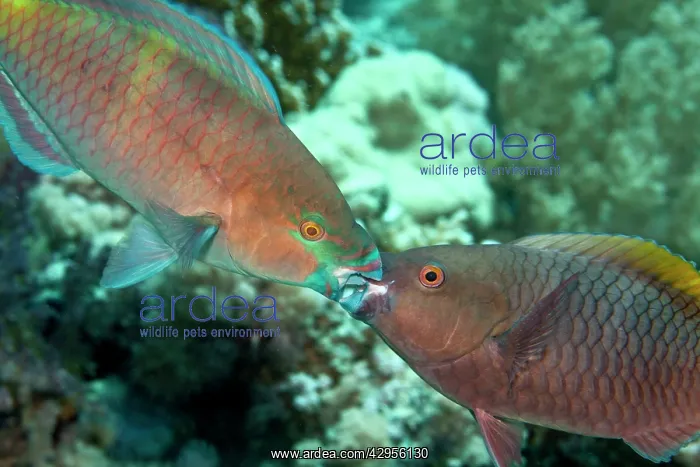: Parrot Fish - two fighting each other : Parrot Fish - two fighting each other