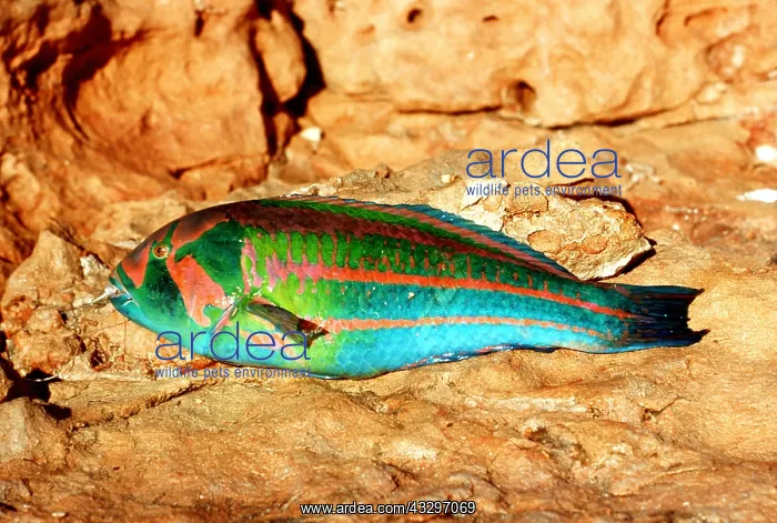 : PARROT FISH - Just caught : PARROT FISH - Just caught