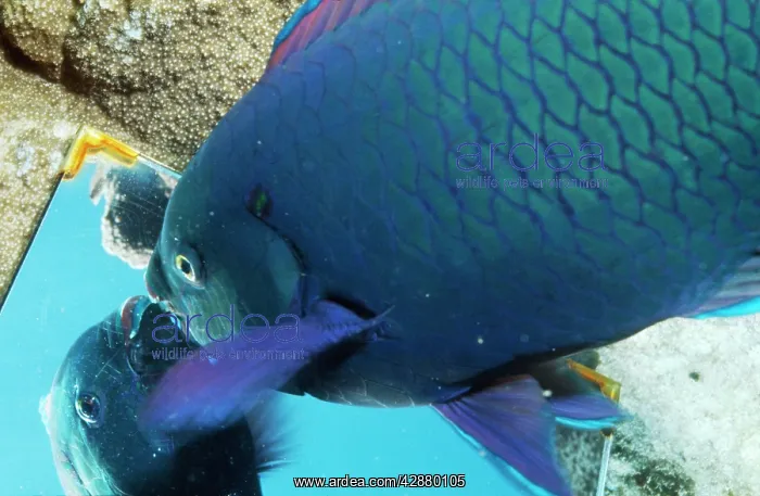 : Parrot Fish - looking in mirror : Parrot Fish - looking in mirror