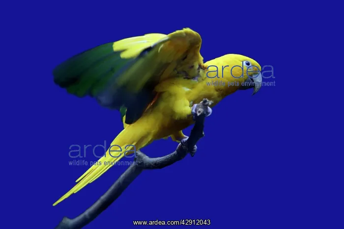 : Parrot, Golden Conure - bird on perch : Parrot, Golden Conure - bird on perch