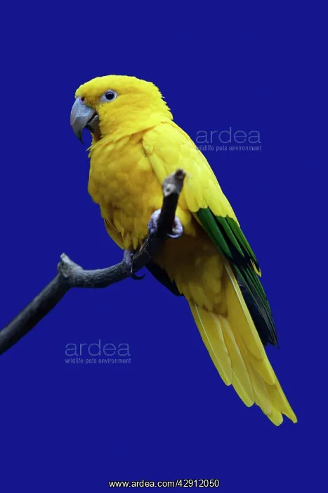 : Parrot, Golden Conure - bird on perch : Parrot, Golden Conure - bird on perch