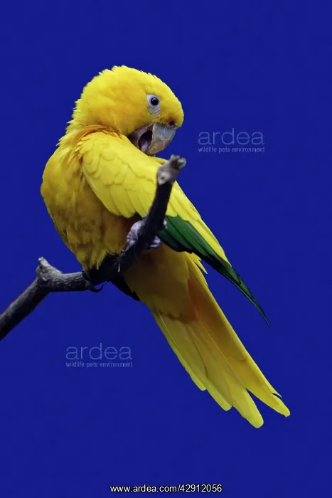 : Parrot, Golden Conure - bird on perch : Parrot, Golden Conure - bird on perch