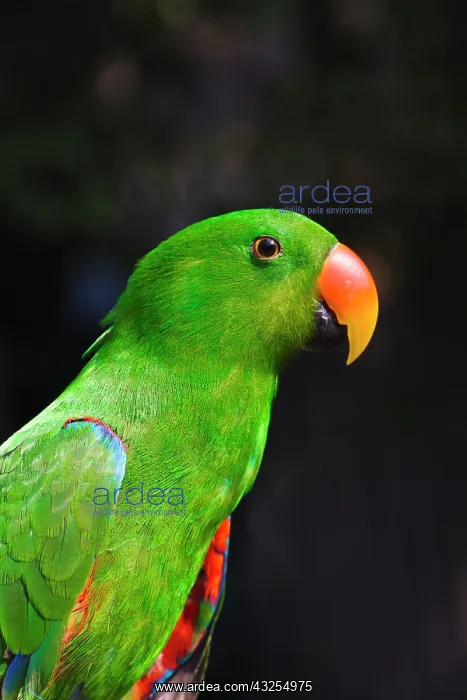 : Parrot, Philippines : Parrot, Philippines