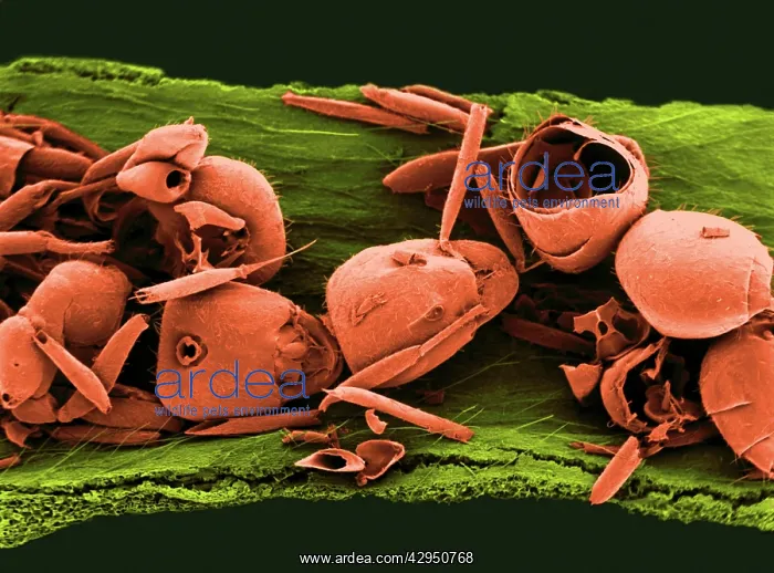 : Parrot Pitcher Plant - the remains of ants after digestion : Parrot Pitcher Plant - the remains of ants after digestion