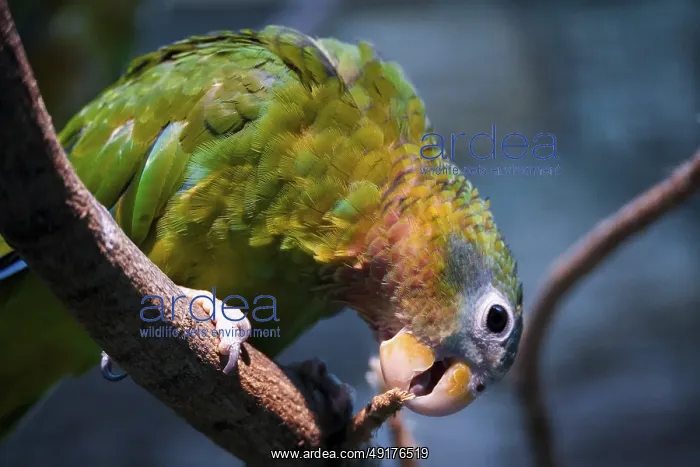 : Parrot sitting on a branch and nibbling on something : Parrot sitting on a branch and nibbling on something