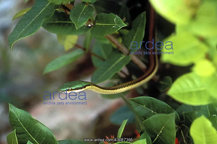 : Parrot Snake : Parrot Snake