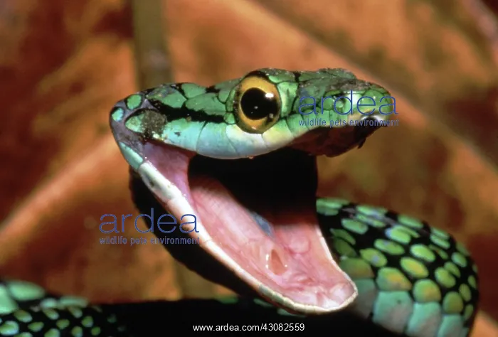 : Parrot Snake (Leptophis ahaetulla) : Parrot Snake (Leptophis ahaetulla)