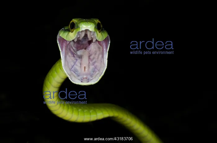 : Parrot snake (Leptophis ahaetulla) with open mouth : Parrot snake (Leptophis ahaetulla) with open mouth