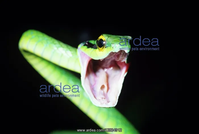 : Parrot Snake - mouth open : Parrot Snake - mouth open
