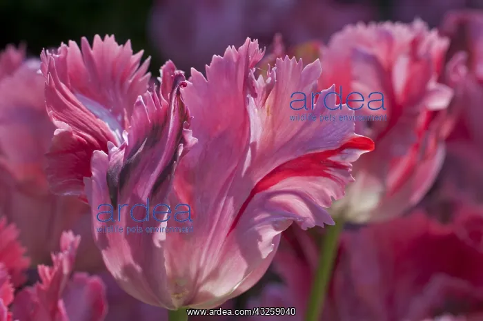 : Parrot tulip Fantasy in bloom in a garden : Parrot tulip Fantasy in bloom in a garden