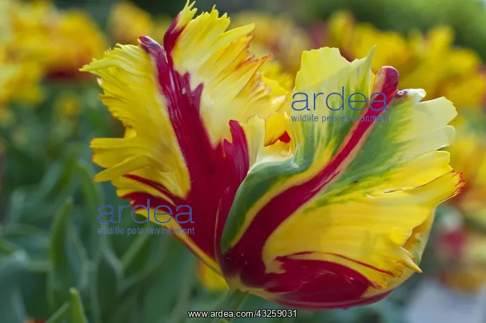 : Parrot tulip Flaming Parrot in bloom in a garden : Parrot tulip Flaming Parrot in bloom in a garden