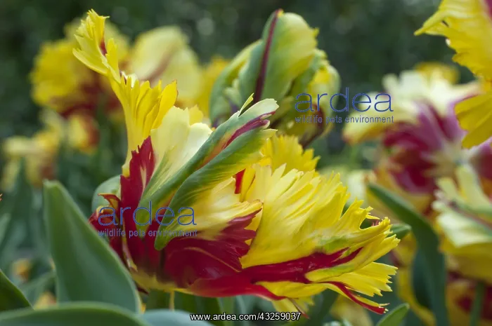: Parrot tulip Flaming Parrot in bloom in a garden : Parrot tulip Flaming Parrot in bloom in a garden