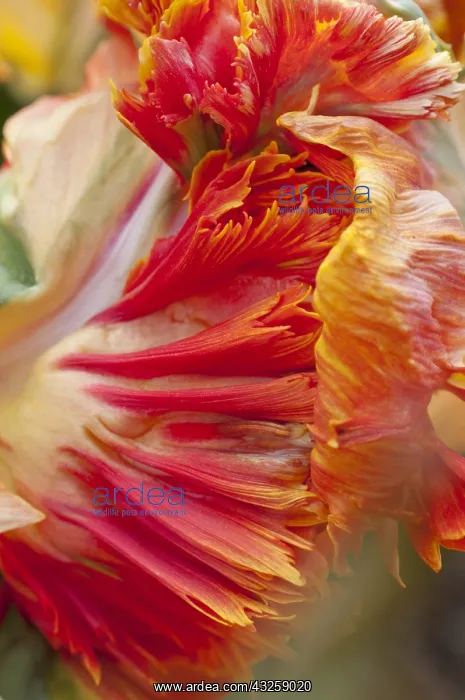 : Parrot tulip Parrot King in bloom in a garden : Parrot tulip Parrot King in bloom in a garden
