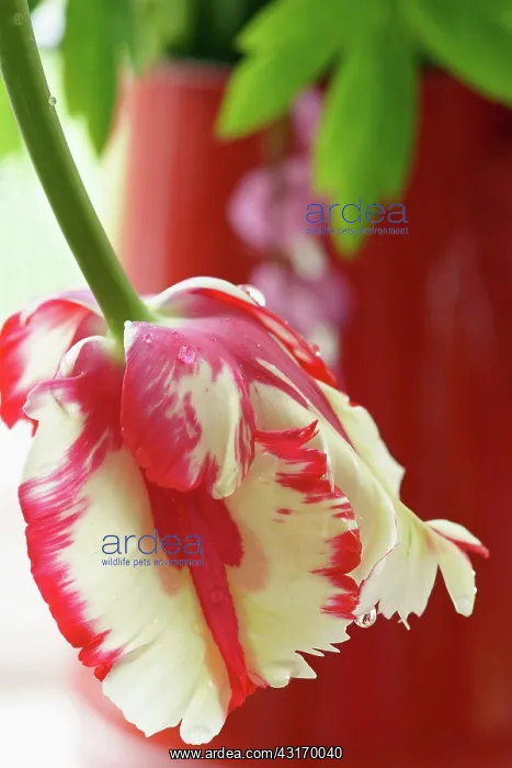 : Parrot tulip, Tulipa Estella Rynveld, Red and white fringe : Parrot tulip, Tulipa Estella Rynveld, Red and white fringe
