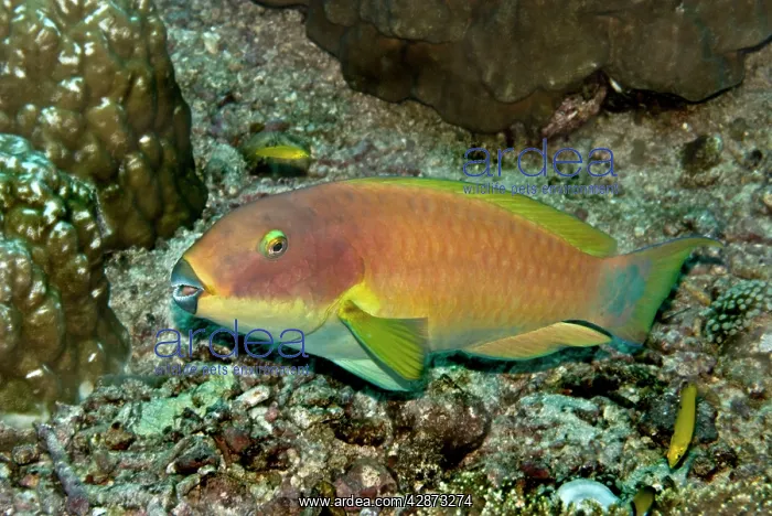 : Parrotfish : Parrotfish