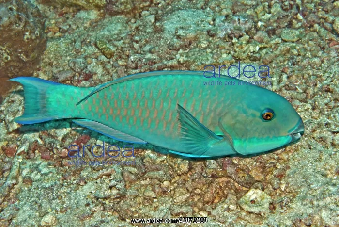 : Parrotfish : Parrotfish