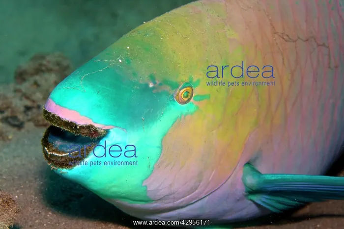 : Parrotfish - with algae-filled teeth : Parrotfish - with algae-filled teeth