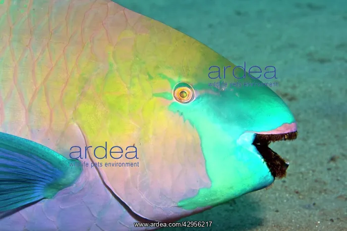 : Parrotfish - with algae-filled teeth : Parrotfish - with algae-filled teeth