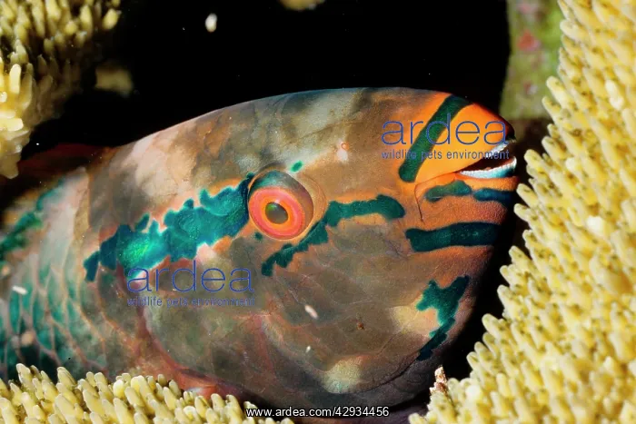 : A Parrotfish - asleep at night : A Parrotfish - asleep at night