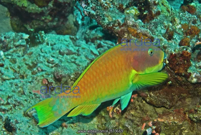 : Parrotfish - Carrying away a piece of what looks : Parrotfish - Carrying away a piece of what looks