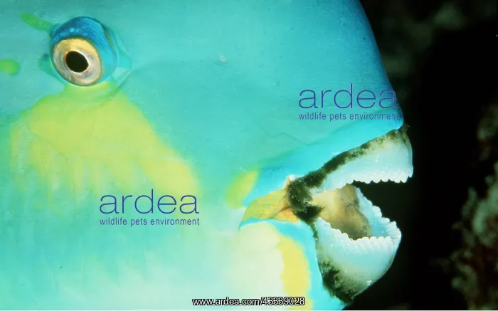 : PARROTFISH - close up of mouth and eye : PARROTFISH - close up of mouth and eye