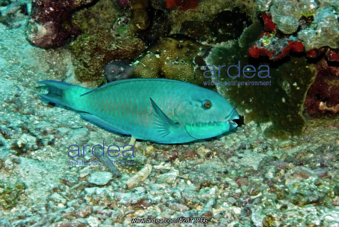 : Parrotfish - excreting fetal matter : Parrotfish - excreting fetal matter