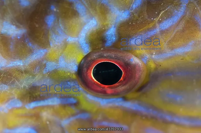 : Parrotfish eye : Parrotfish eye