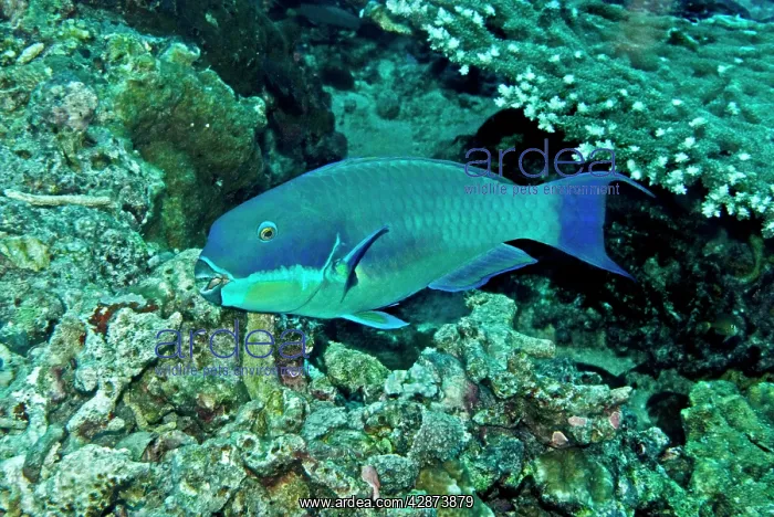 : Parrotfish - male : Parrotfish - male