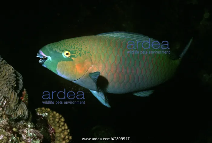 : Parrotfish - A male Parrotfish releasing sand from : Parrotfish - A male Parrotfish releasing sand from