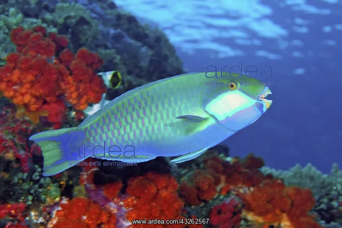 : Parrotfish, Raja Ampat Islands, Irian Jaya : Parrotfish, Raja Ampat Islands, Irian Jaya
