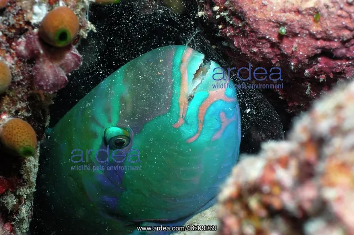  : Parrotfish (Scaridae sp.), asleep in protective
