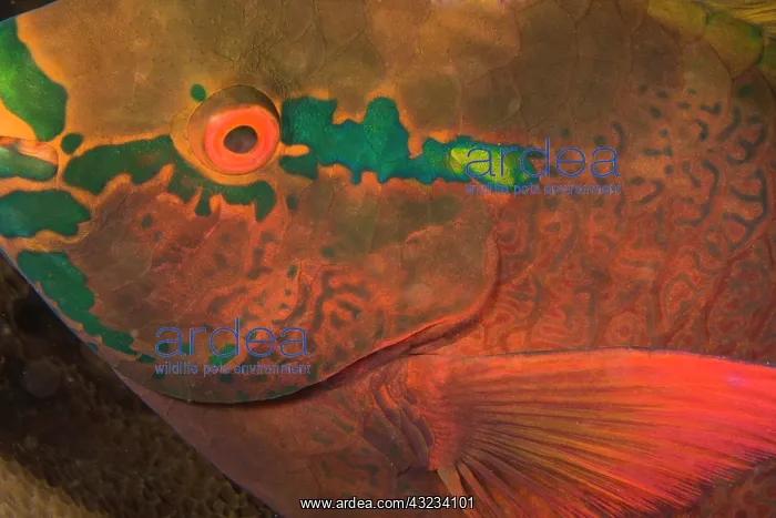 : Parrotfish (Scarus sp.) asleep at night : Parrotfish (Scarus sp.) asleep at night