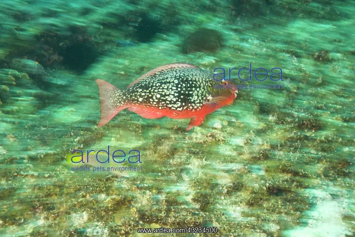 : Parrotfish, scuba diving at Richelieu Rock : Parrotfish, scuba diving at Richelieu Rock