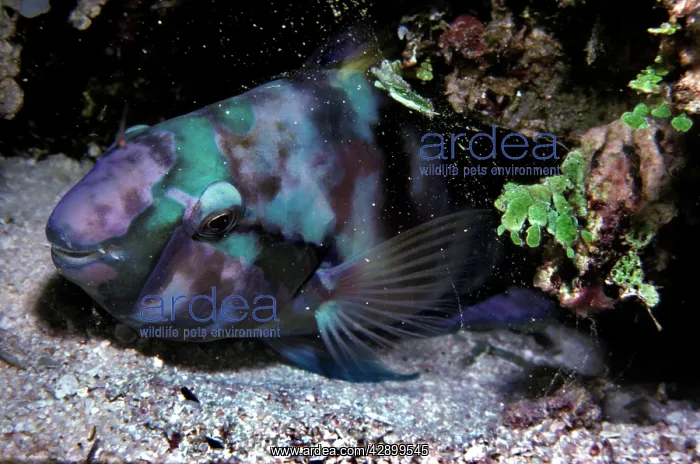  : Parrotfish - sleeping in the safety of it's sand