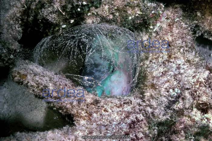: Parrotfish - sleeping in the safety of its sand : Parrotfish - sleeping in the safety of its sand