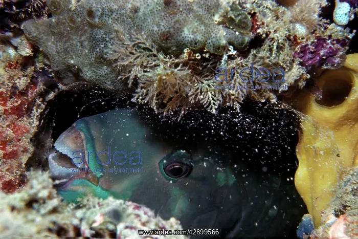 : Parrotfish - sleeping in the safety of its sand : Parrotfish - sleeping in the safety of its sand