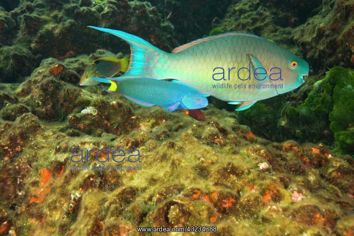 : Parrotfish & Wrasse, scuba diving at Richelieu : Parrotfish & Wrasse, scuba diving at Richelieu