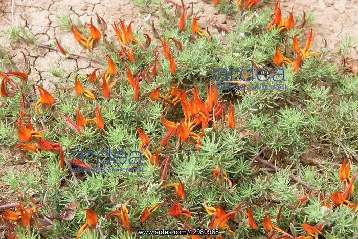 : Parrot's Beak Winged Pea / Double Bird's-Foot-Trefoil : Parrot's Beak Winged Pea / Double Bird's-Foot-Trefoil