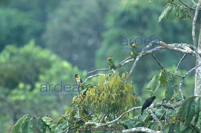 : Parrots and Crow in Ecuador : Parrots and Crow in Ecuador