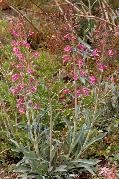 : Parry's Penstemon / Parry's Beardtongue / Desert Penstemon : Parry's Penstemon / Parry's Beardtongue / Desert Penstemon