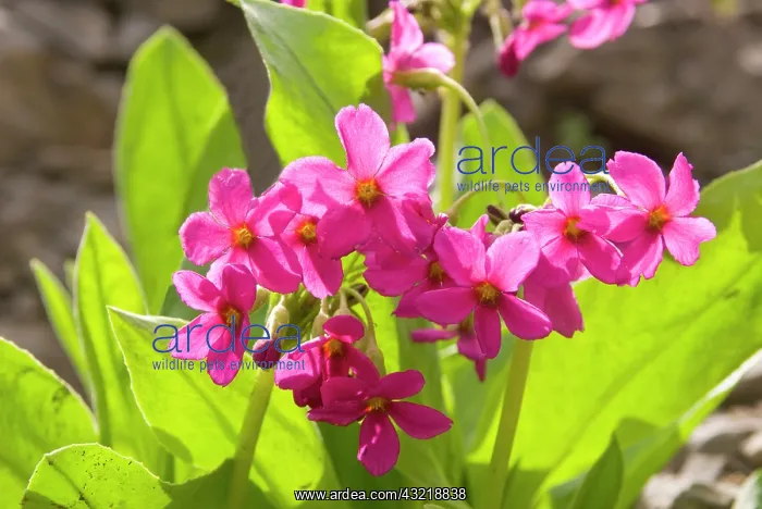 : Parry's Primrose, Mount Timpanogas Wilderness : Parry's Primrose, Mount Timpanogas Wilderness