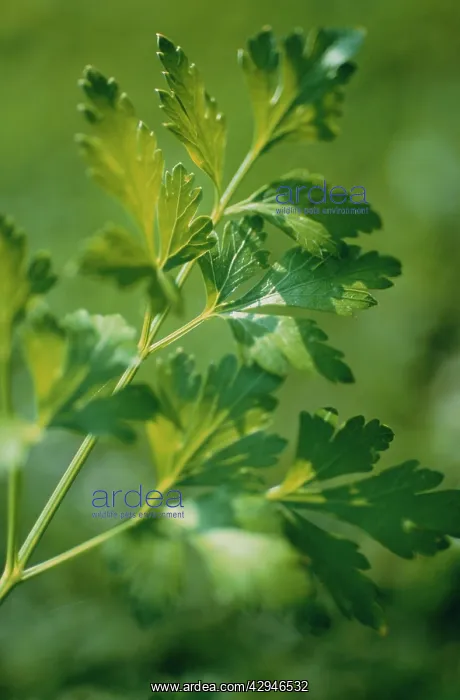 : Parsley, Flat leaf parsley, Petroselinum neapolitanum : Parsley, Flat leaf parsley, Petroselinum neapolitanum