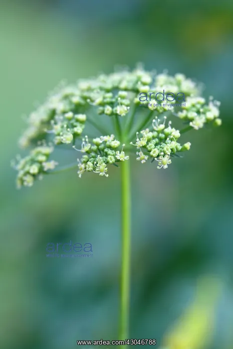 : Parsley, Flat leaf parsley, Petroselinum neapolitanum : Parsley, Flat leaf parsley, Petroselinum neapolitanum