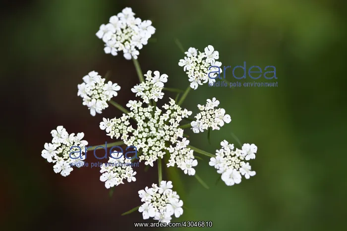 : Parsley, Flat leaf parsley, Petroselinum neapolitanum : Parsley, Flat leaf parsley, Petroselinum neapolitanum