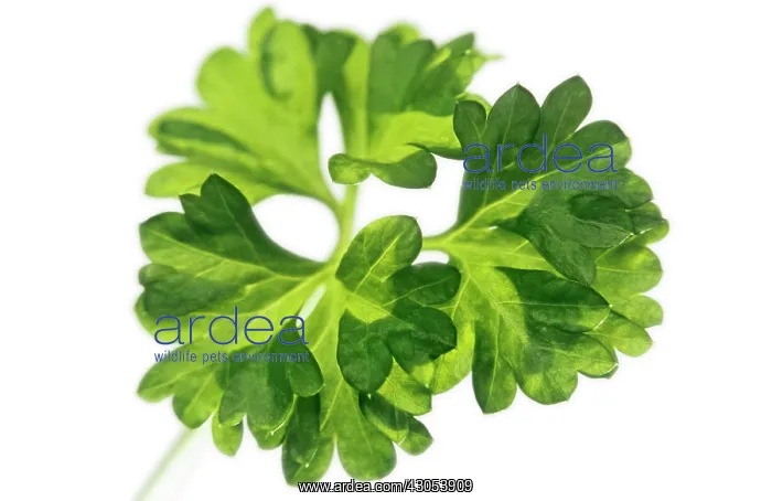  : Parsley, Petroselinum