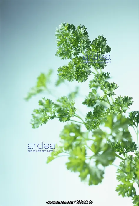 : Parsley, Curly parsley, Petroselinum crispum : Parsley, Curly parsley, Petroselinum crispum