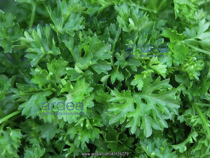 : Parsley (Petroselinum crispum) is an herb often used as a seasoning or garnish : Parsley (Petroselinum crispum) is an herb often used as a seasoning or garnish