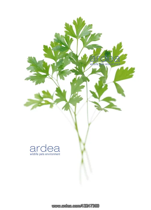 : Parsley, Flat leaf parsley, Petroselinum neapolitanum : Parsley, Flat leaf parsley, Petroselinum neapolitanum